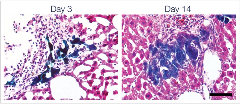 Chang Liver Cells2